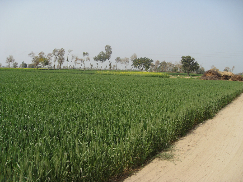HUMARA PAKISTAN Agriculture in Pakistan