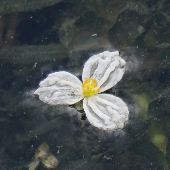 ロイヤリティフリーオオカナダモ 花 すべての美しい花の画像