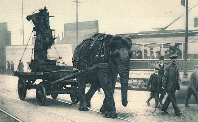 Слон, использующийся в качестве тягловой силы на складах боеприпасов в английском Шеффилде во время Первой мировой войны. 1916 год