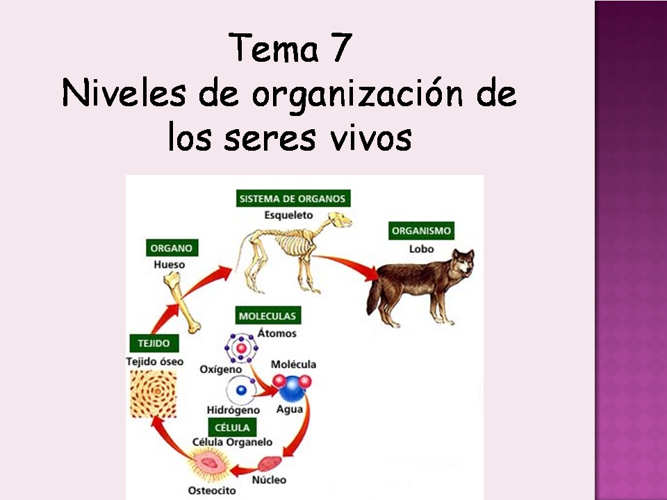 biología y geología 1ºbto TEMA 7 Niveles de organización