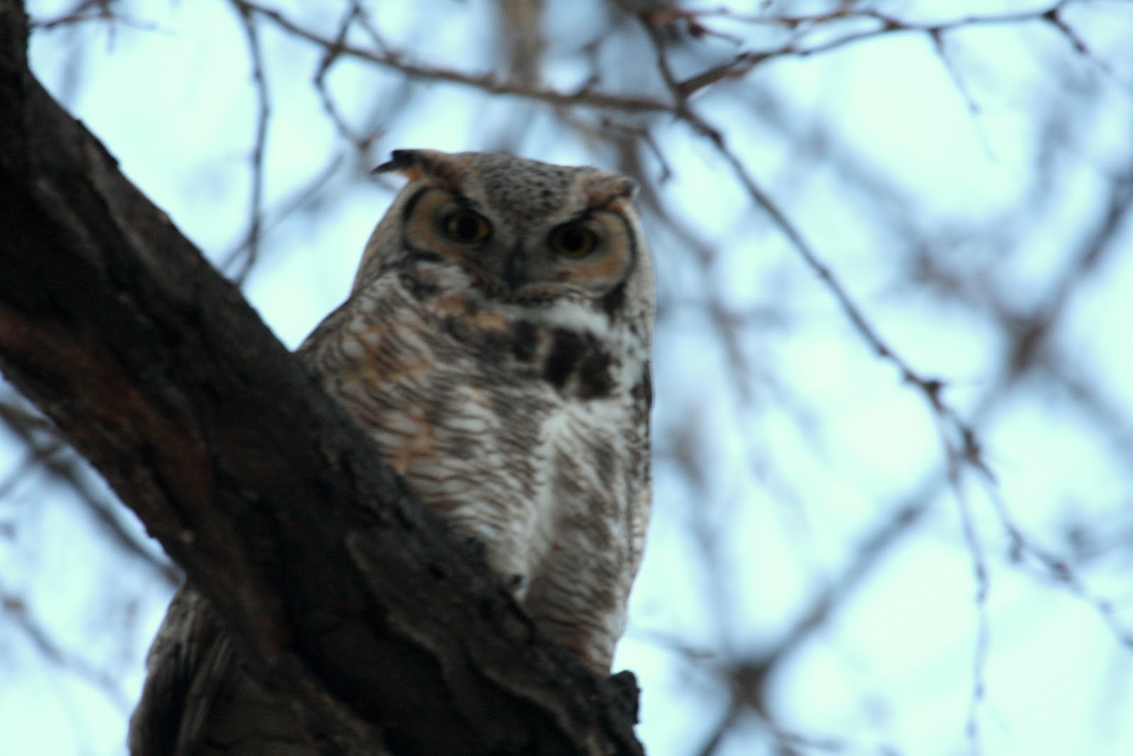 Tuckertown The Twilight Owl A Great Horned Owl