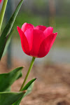 A beautiful Tulip in our front yard