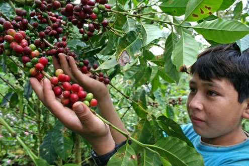 Lanzan XII Concurso Nacional de Cafés de Calidad en su Etapa Regional 2016 Hoy en Tarapoto, mañana