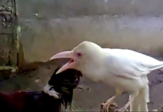 White Crow Found in Lanao, Philippines - Viral Video, Real or Fake?