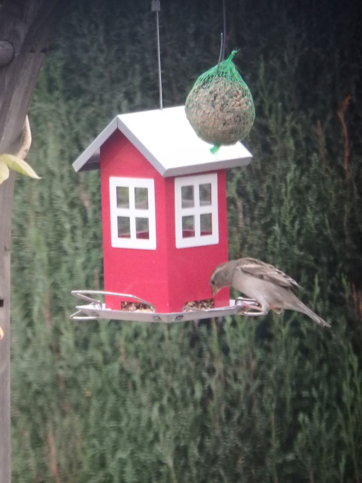 Como atraer pájaros y otras aves a nuestro Jardín, Patio, Terraza o balcón,