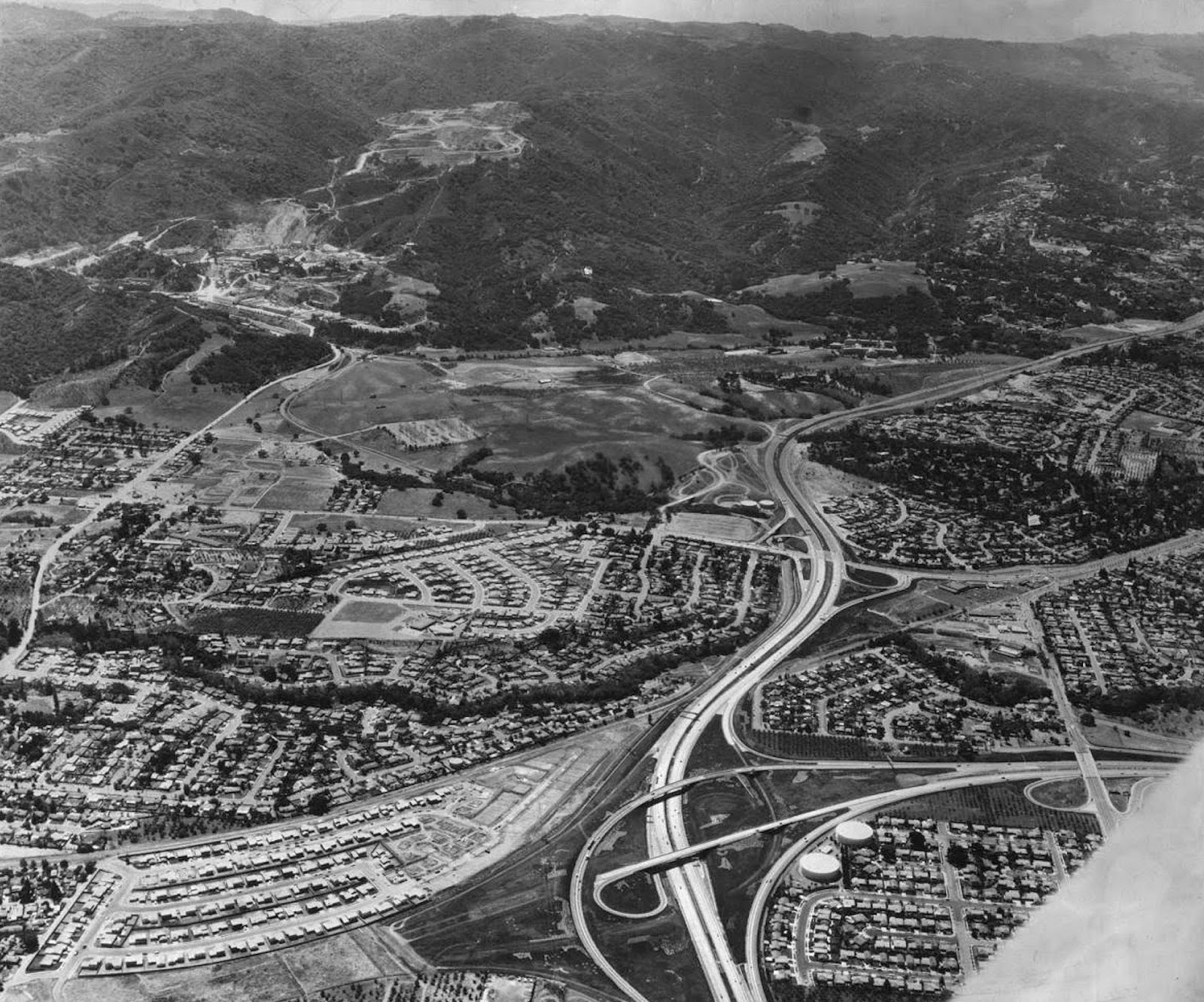 Forestdweller Cupertino