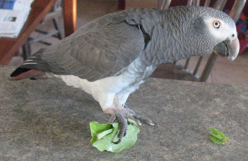 Greens FOODS TOXIC TO PARROTS ARTICLE