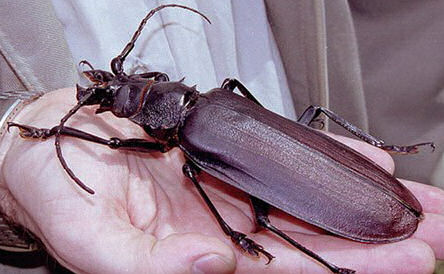 7 LARGEST INSECTS IN THE WORLD ~ Factecho