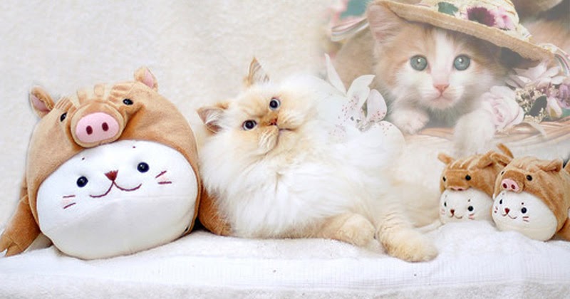 23+ Wallpaper Gambar Kucing Anggora Lucu Dan Menggemaskan