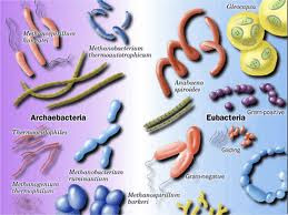 Ciri, bentuk dan jenis Archaebacteria