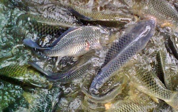 5 Jenis Umpan Ikan Nila Liar Paling Jitu