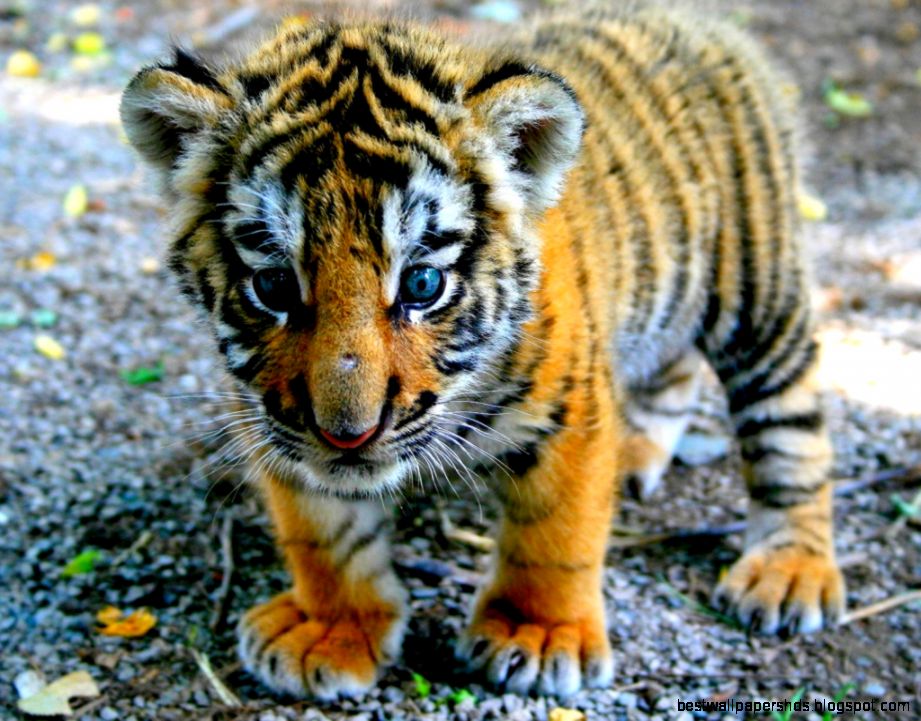 Free Baby Tiger Wallpaper Picture 1LF « Wallx