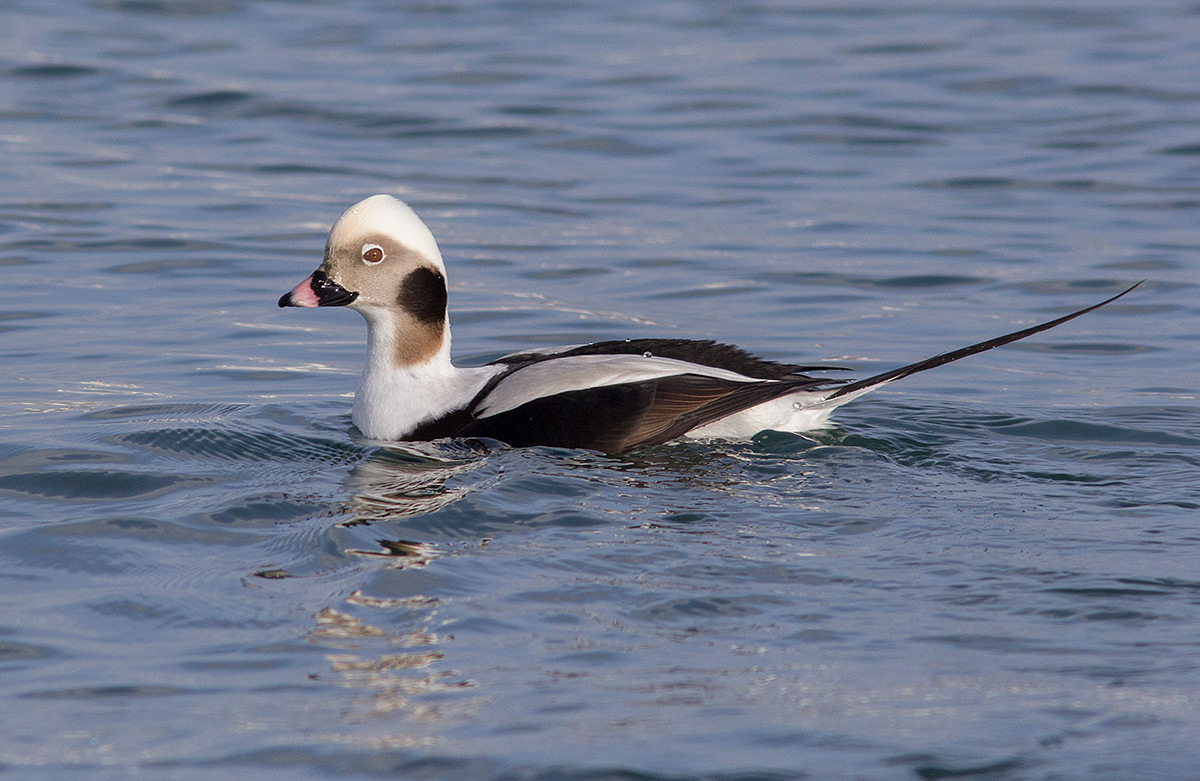 Weedon's World of Nature Drake Longtailed Ducks, eastern Hokkaido, Japan