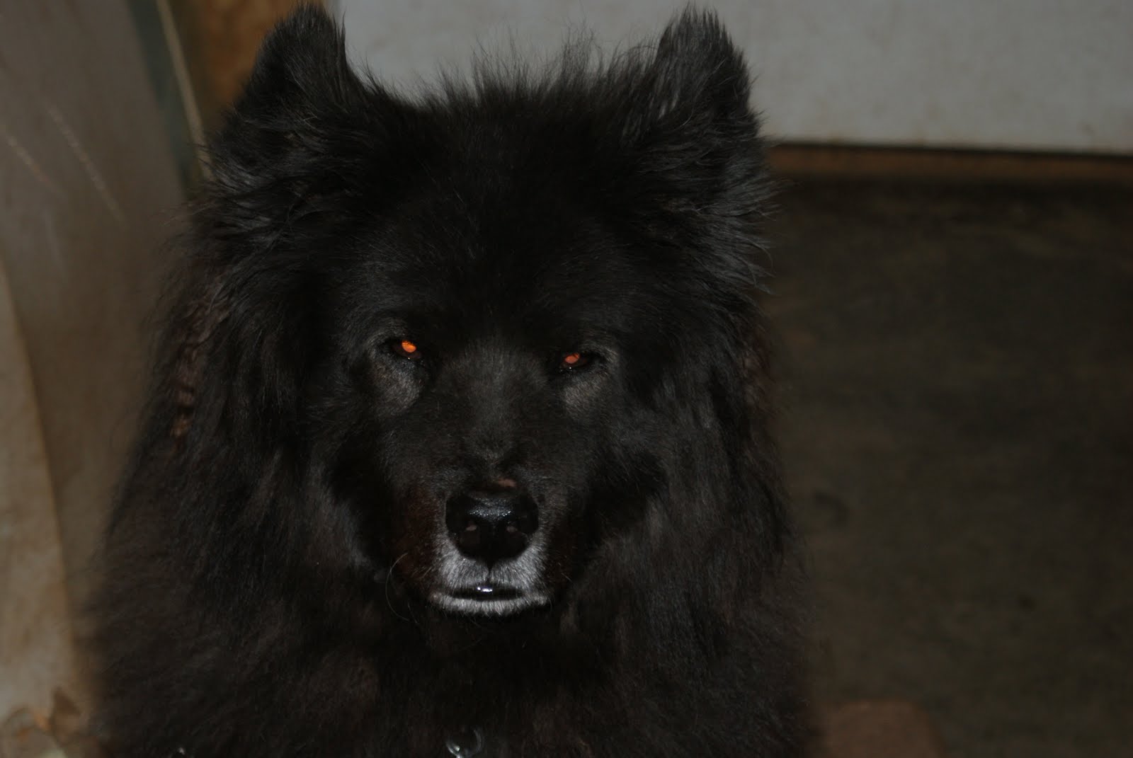 why-do-dogs-eyes-glow-red