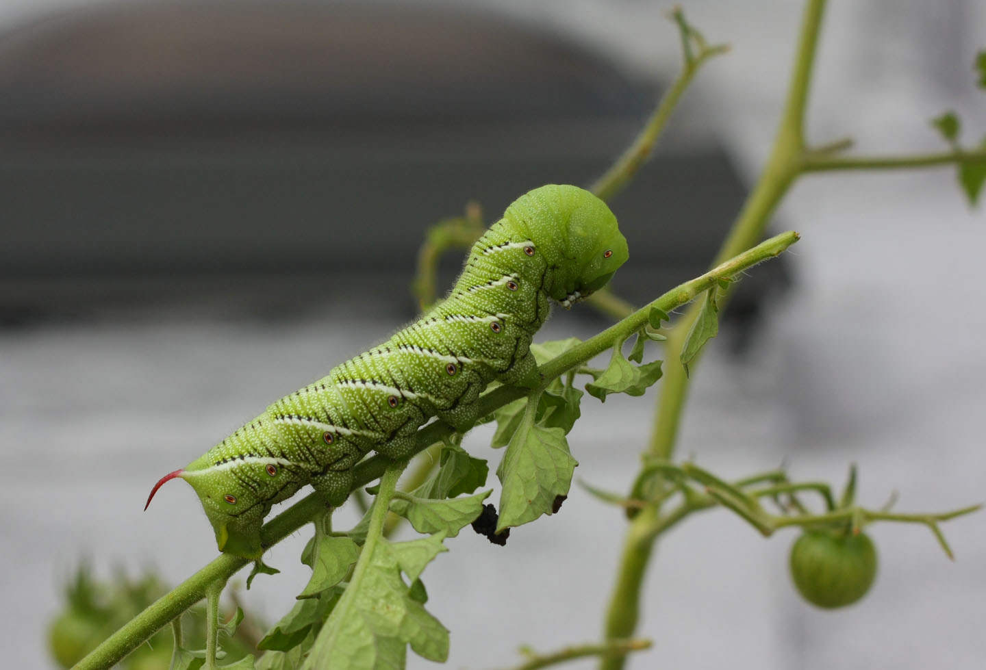 download tobacco hornworm caterpillar download tobacco hornworm caterpillar