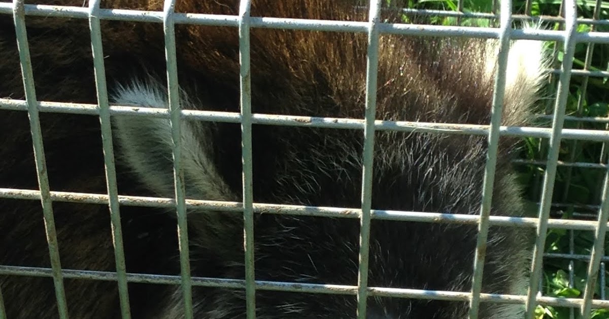 Fitzgerald's Family Farm Chicken Killer