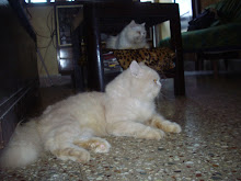 Tomcat Matata and his dam ,Queen cat Matahari