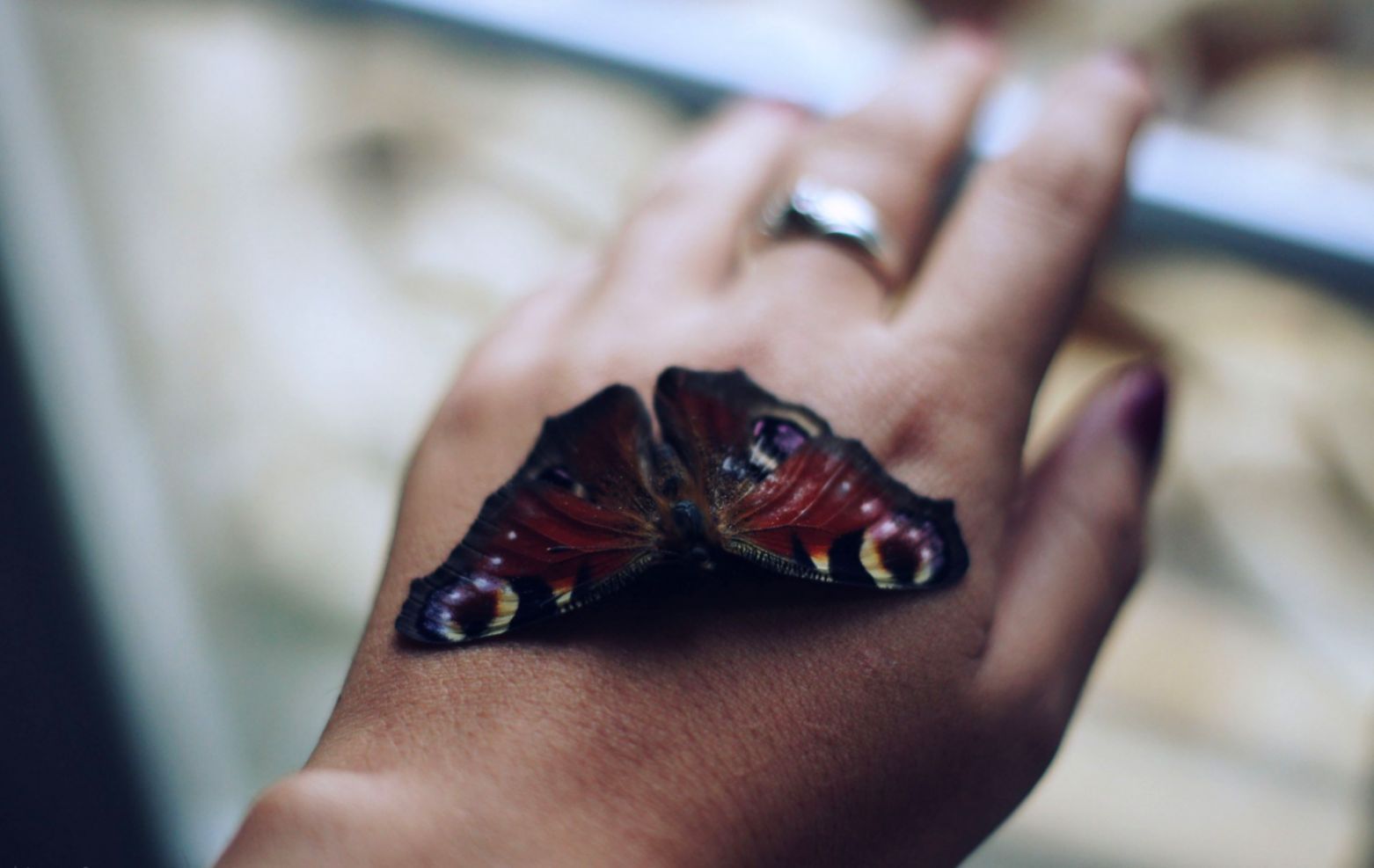 Girl Hand Ring Butterfly Hd Wallpaper