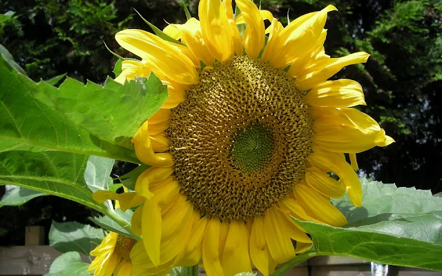 Grote gele kop van een zonnebloem