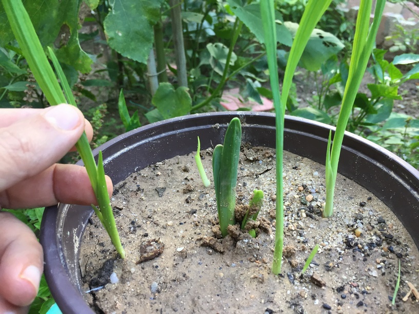 How to plant and grow freesia