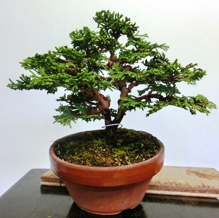 Invitation to Bonsai world: February 2015