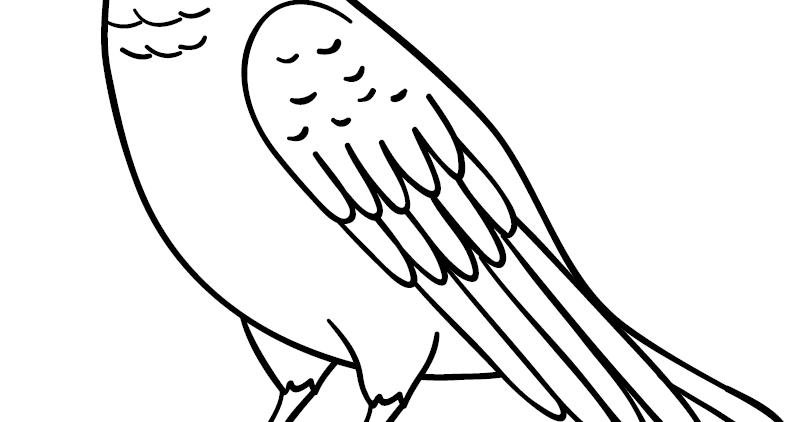 gambar mewarnai burung dara 