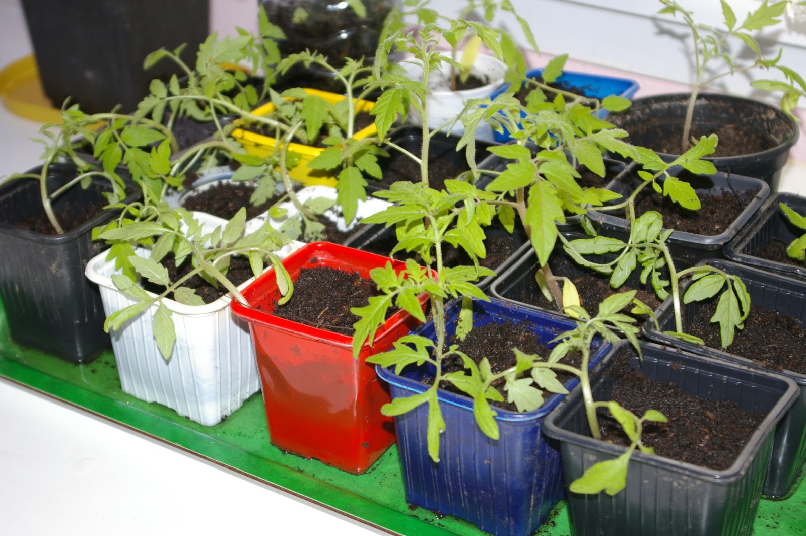 Les jardins familiaux de Millas: Repiquage des plants de ...