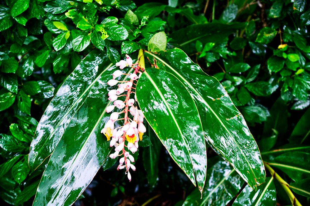 ［宜蘭縣頭城鎮］龜山島登島日記