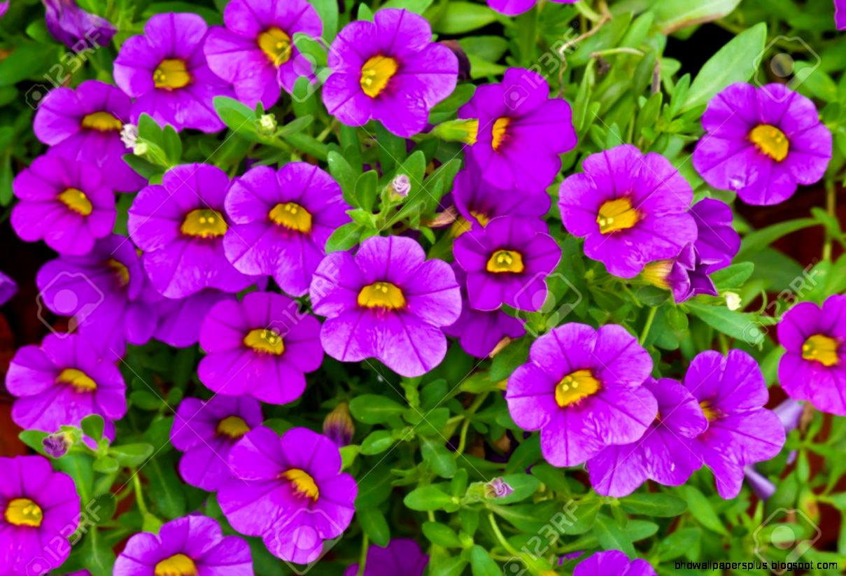 Petunia Is A Widely Cultivated Genus Of Flowering Plants Of Sout