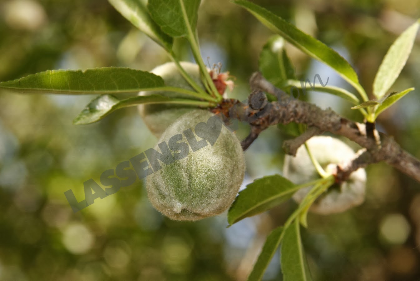 lassensloves.com, Lassen's, Lassens, Burroughs+Family+Farm+Almonds, Burroughs+Almonds