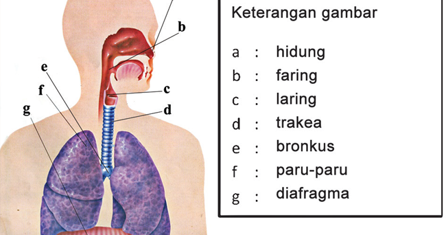 Sistem Pernapasan Pada Manusia