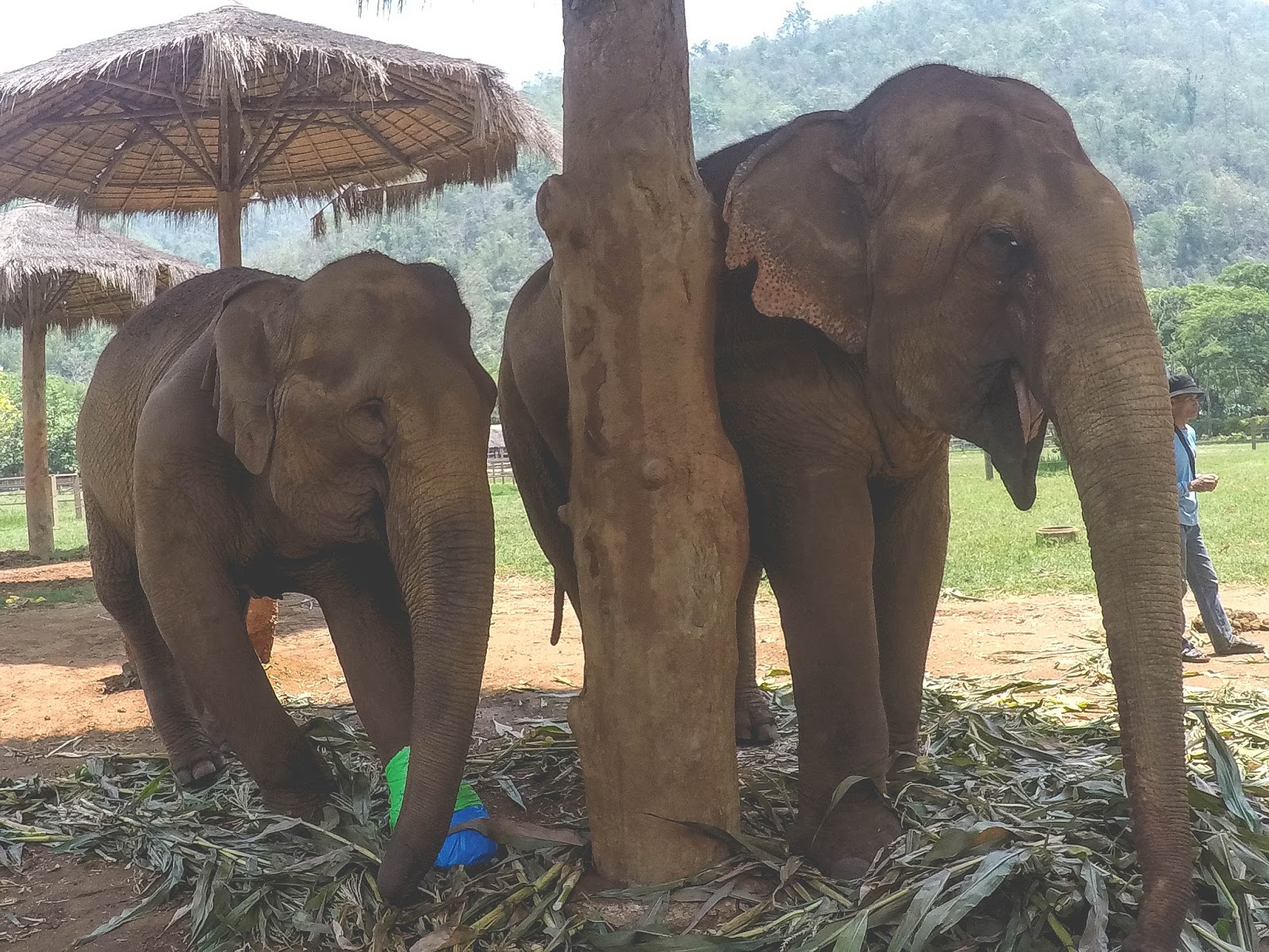 elephant-nature-park-conservatory-rescue-thailand