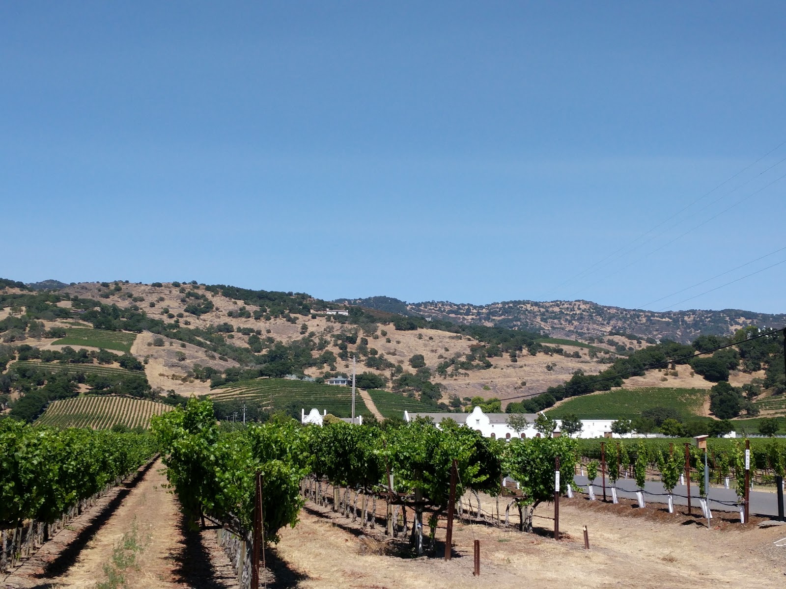 Kid friendly wineries!