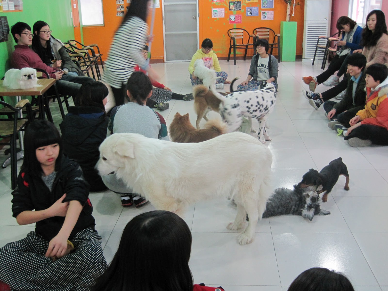 The Green Grass of Korea! Pet Cafe in Daegu