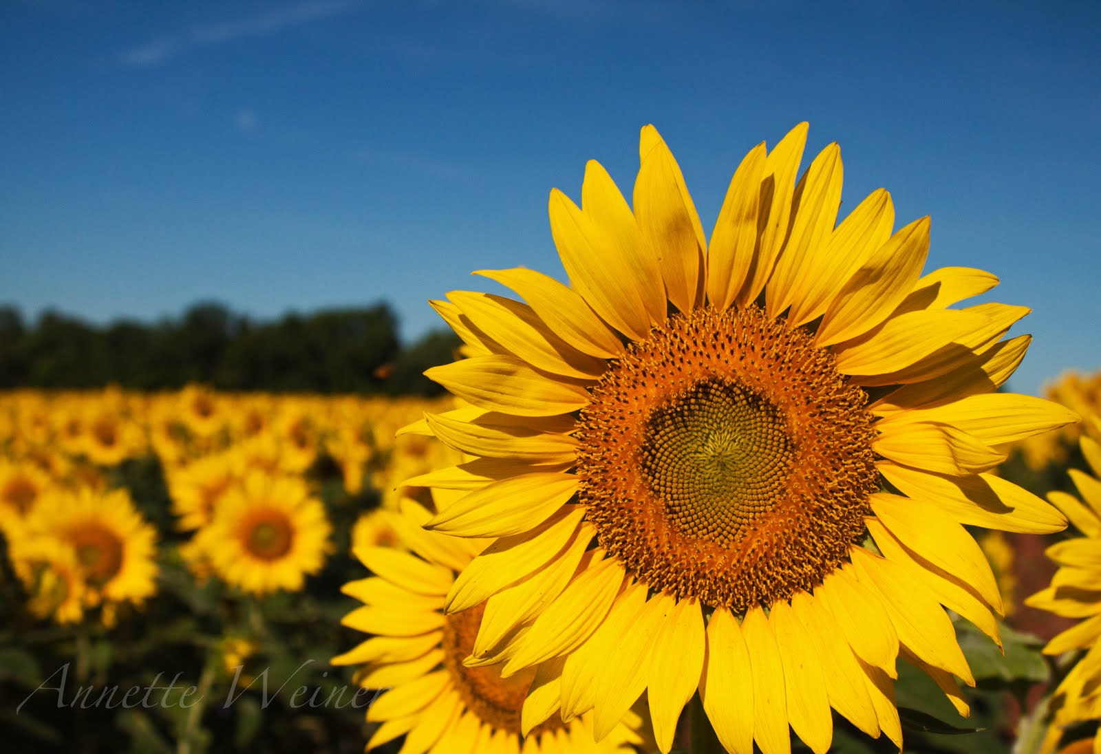 Weiner Art Sunflowers and Water Lilies!