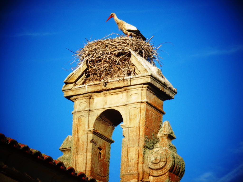 Foto de Nido de cigüeña en Coria del Río, Sevilla