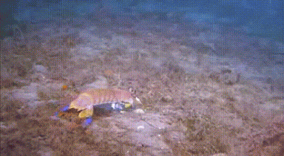 mantis shrimp's burrow