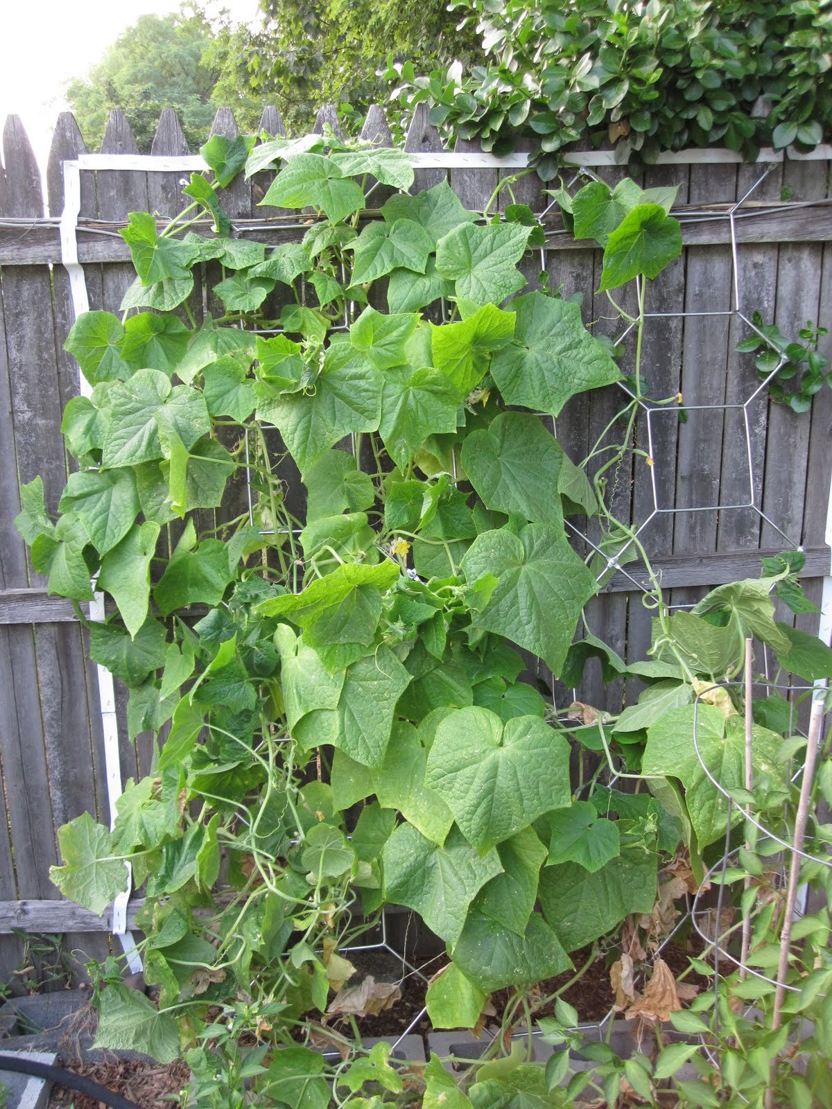 grow peace and dance in the garden 2010 Retrospective Diva Cucumbers