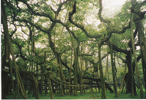  Botanical Gardens, West Bengal | Entry Fees, Banyan Tree, history of Botanical Garden, (About of Botanical Garden Place).