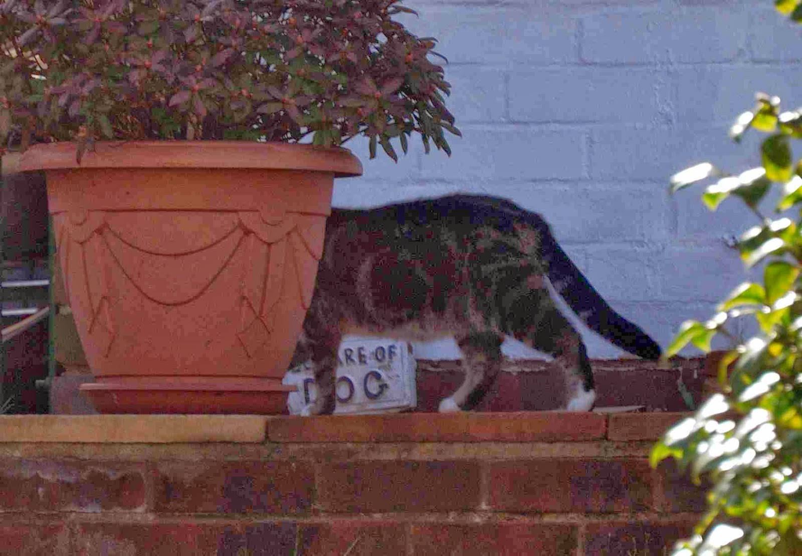 Lil's Catworld: March 2014