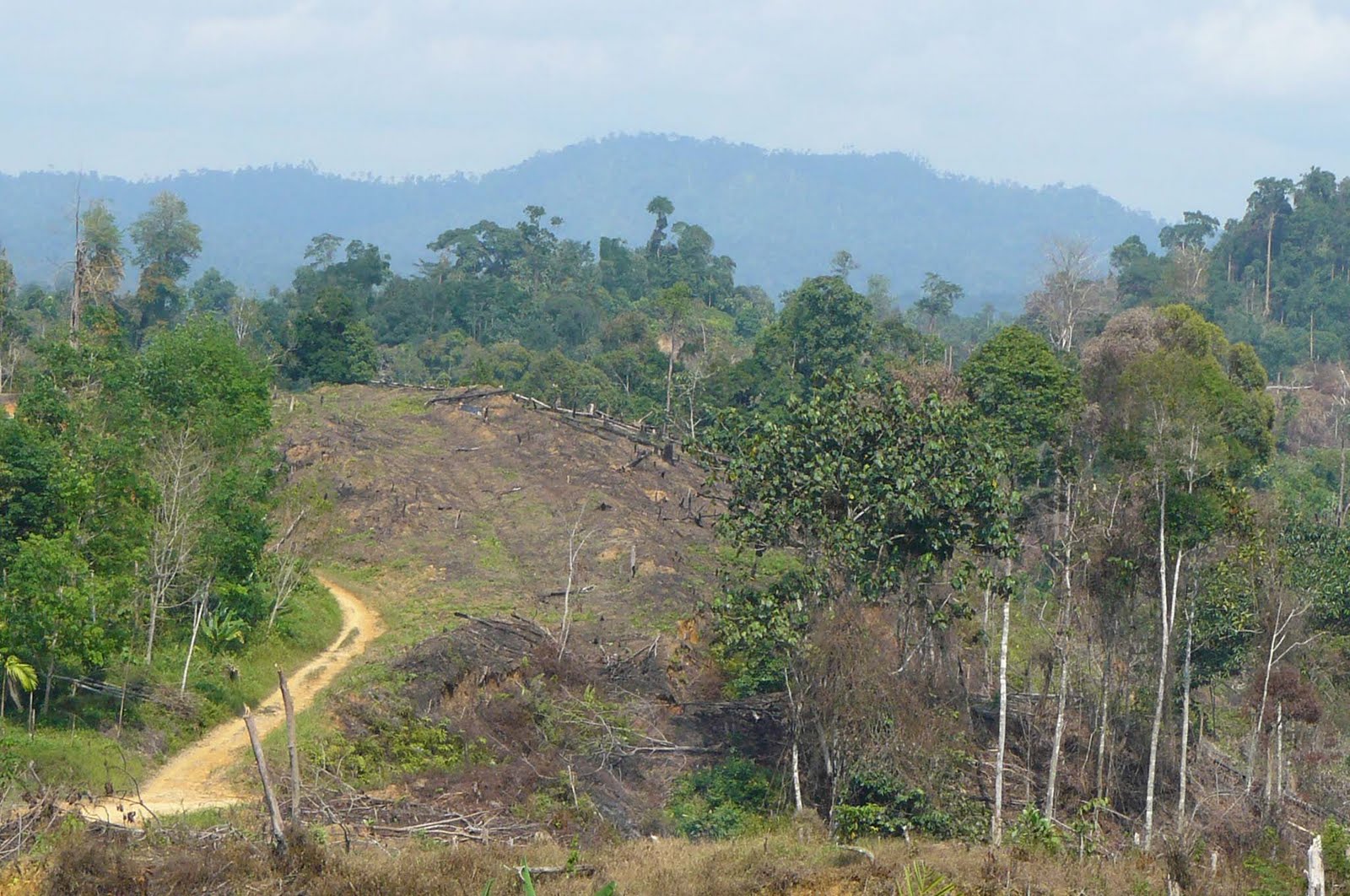 Taman Nasional Bukit Tiga Puluh Bumi Nusantara