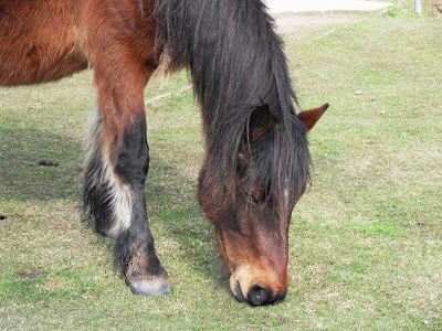 Bodmin Moor wild pony in Cornwall