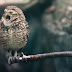   There are a number of things which separate the burrowing owl from other species. The first clue is in the name.  Another is that they are...