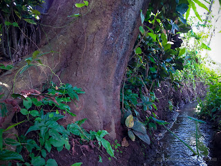 Natural View Of Mango Tree Stem And Roots On The Edge Rice Field Irrigation Water Flow At Ringdikit Village, North Bali, Indonesia