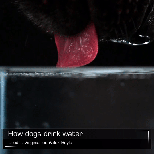 كيف تشرب الكلاب الماء ؟ ، صورة متحركة