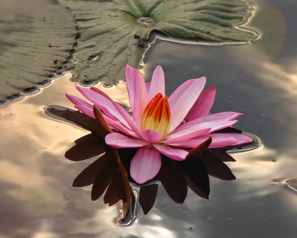 TELUGU WEB WORLD EXCELLENT PHOTOGRAPHIC PIC OF LOTUS
