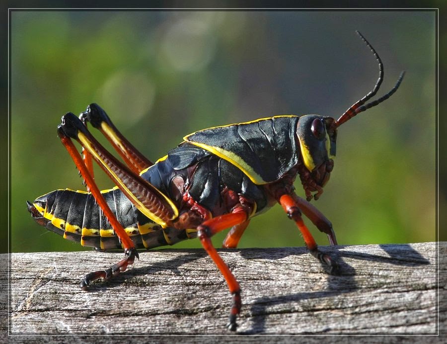 lubber Fun Animals Wiki, Videos, Pictures, Stories