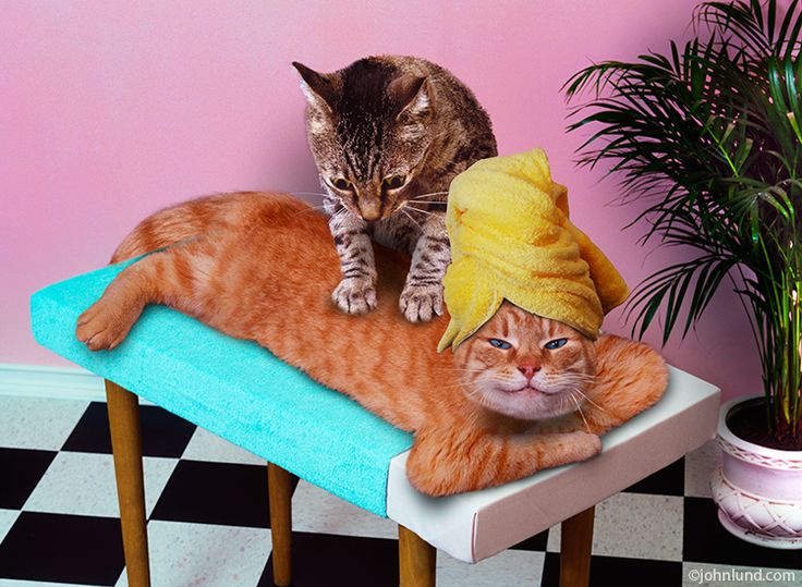 Spa Time for Cats Little Tips to Pamper Them in Style Cat Lovers