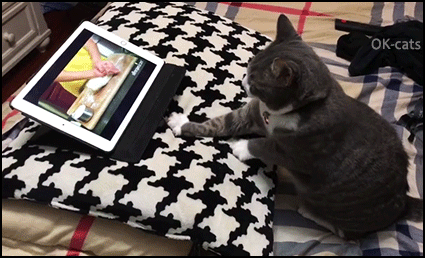 Clever cat learning how to knead dough through a tutorial video • Cat GIF  Website