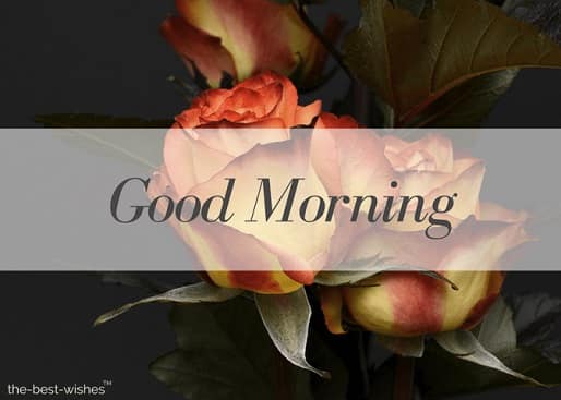 happy-rose-day-good-morning happy rose day good morning